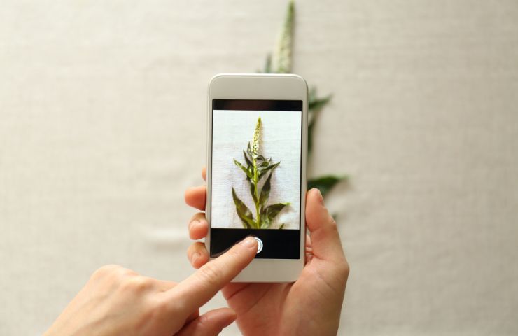 Le migliori app per riconoscere piante 
