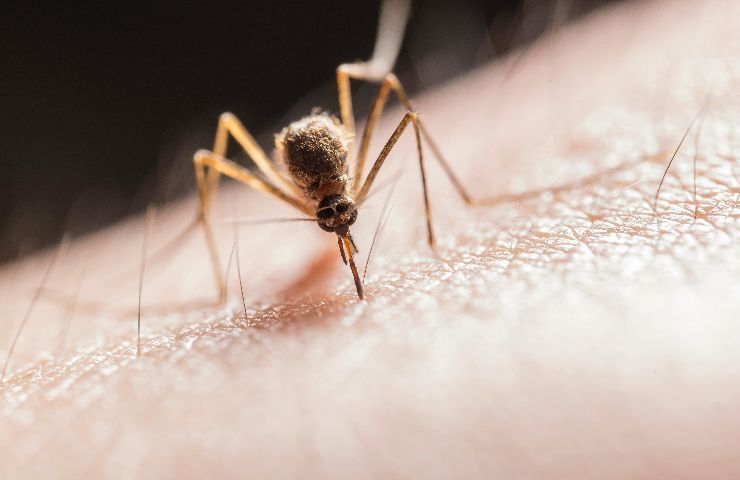 Puntura di zanzara
