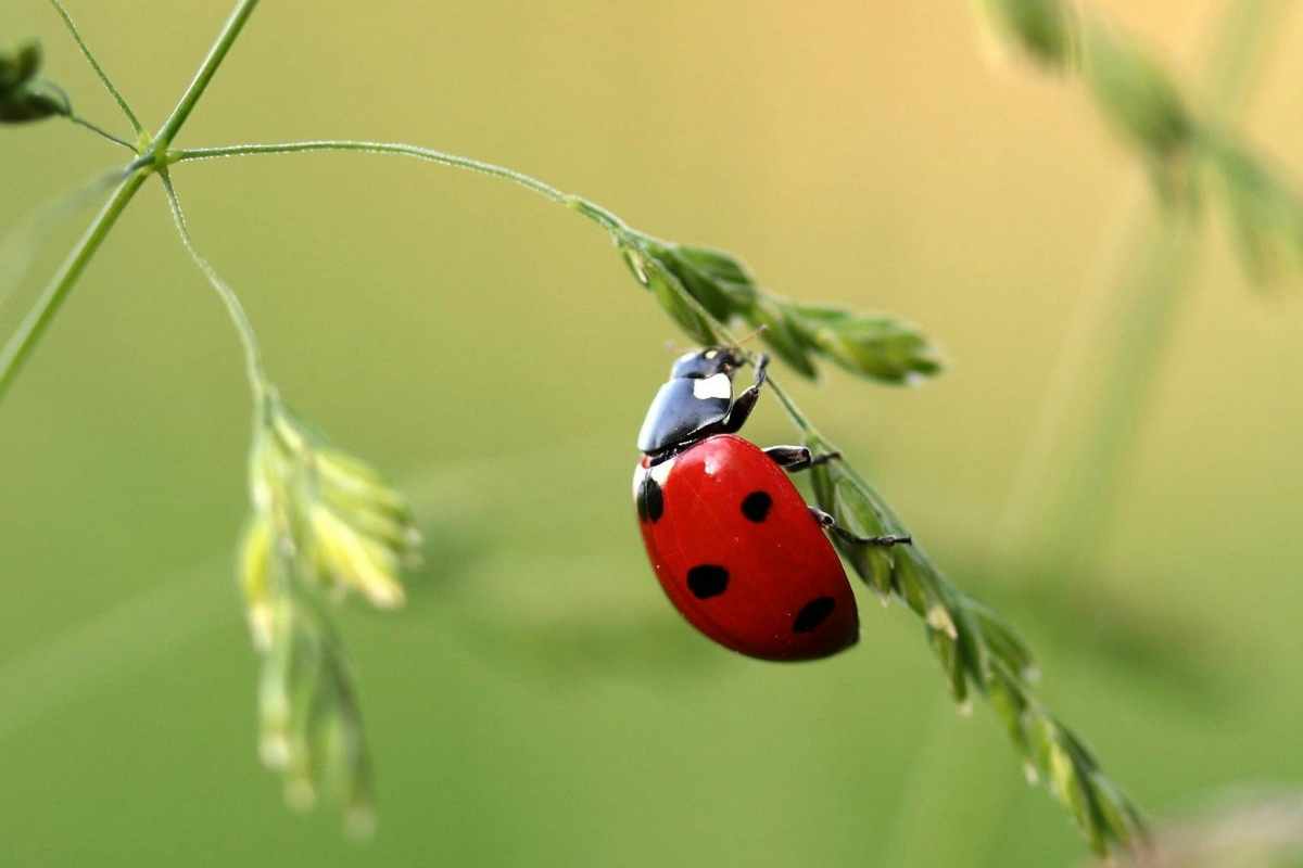 Coccinella