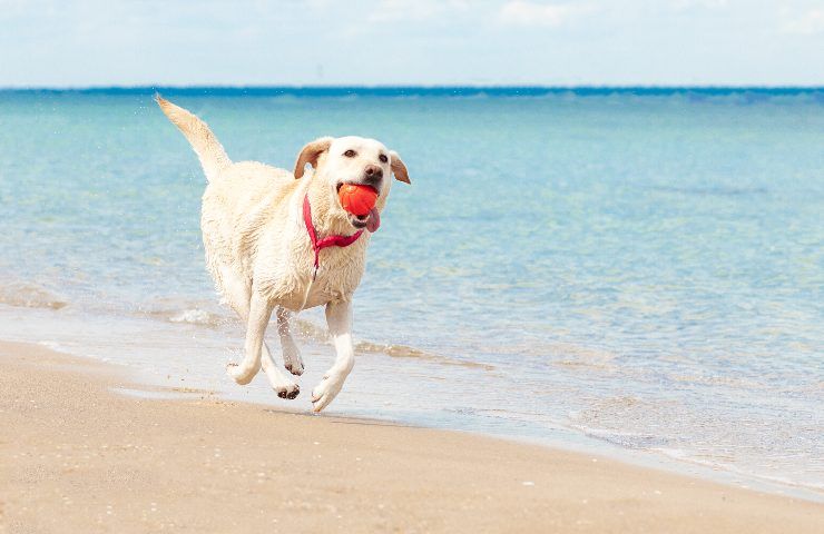 Cani in spiaggia, rischi e pericoli: cosa dobbiamo assolutamente sapere