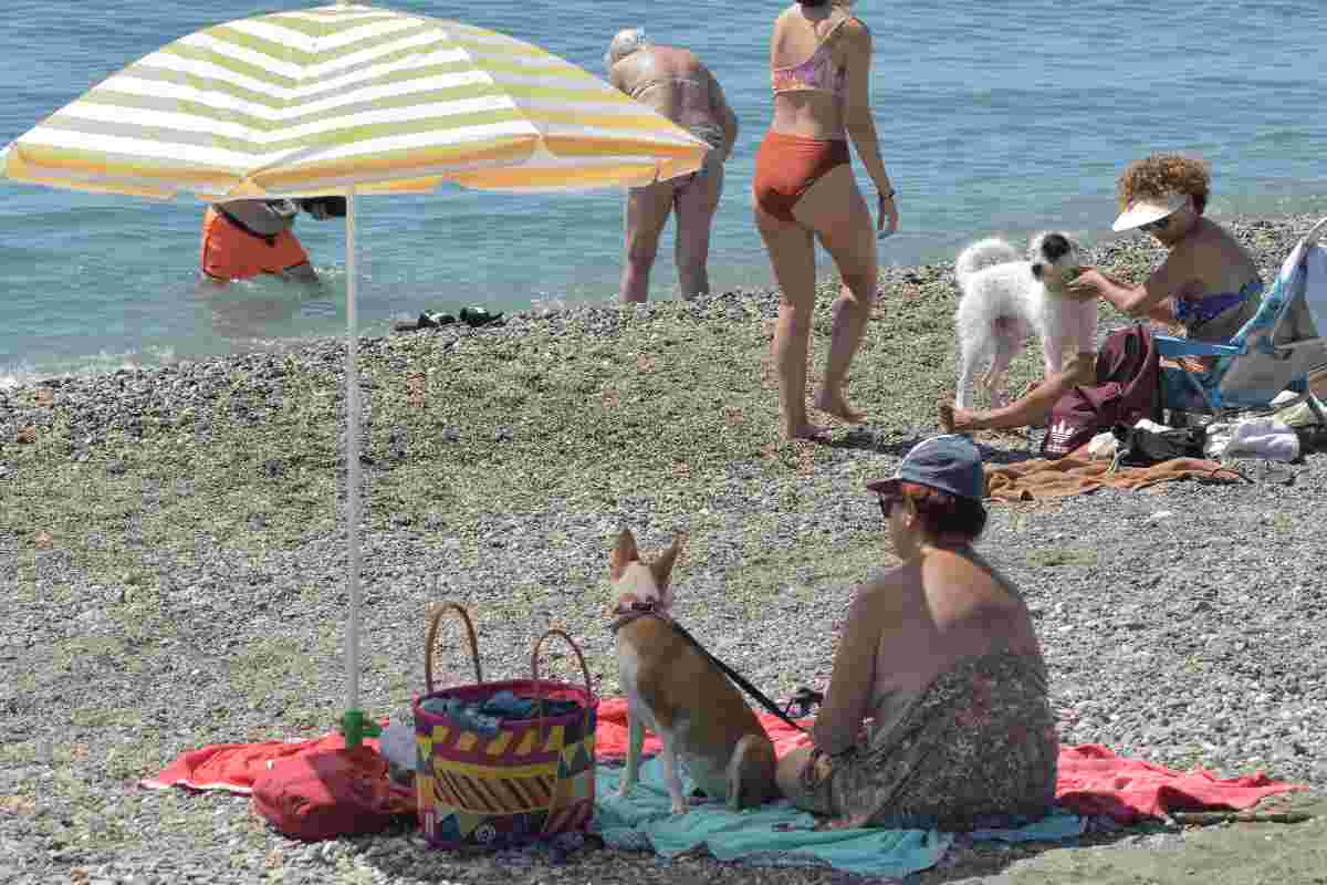 Cani in spiaggia, rischi e pericoli: cosa dobbiamo assolutamente sapere