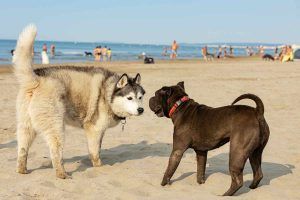 Cani in spiaggia, rischi e pericoli: cosa dobbiamo assolutamente sapere