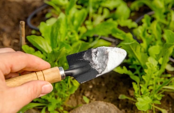 I 5 usi del bicarbonato che fanno bene alle tue piante da orto