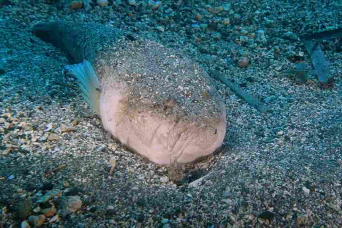 Le caratteristiche del Pesce Prete