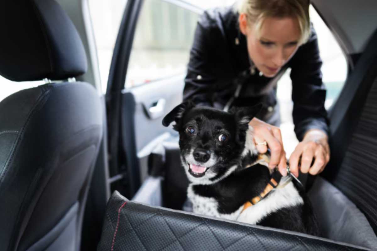 Cane viene sistemato in macchina dalla padrona