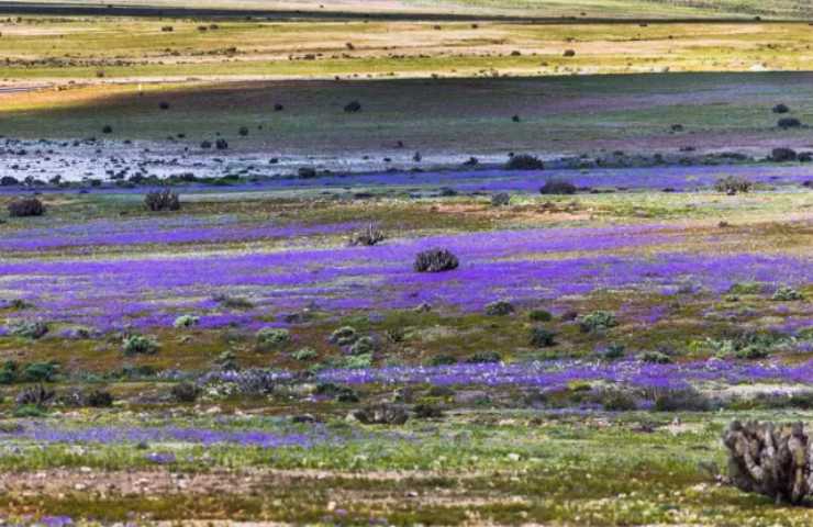 Fiori nel deserto di Atacama