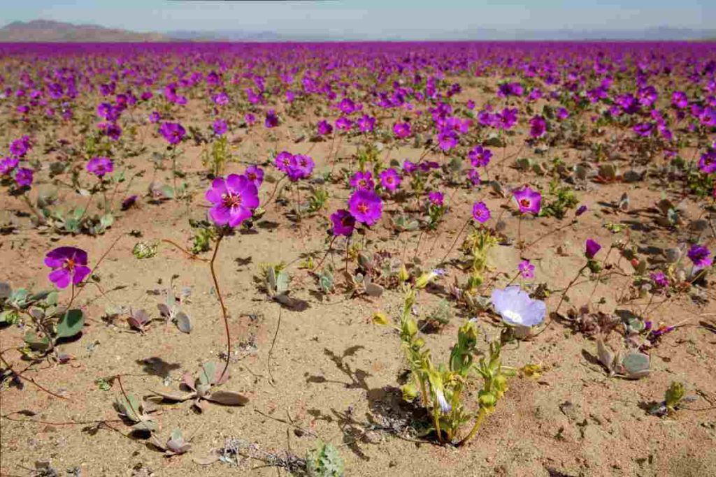 Fiori nel deserto