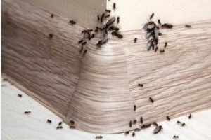 Foto delle formiche in casa