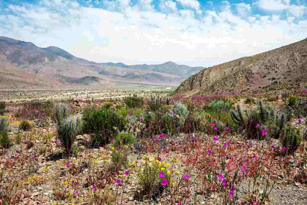 Deserto di Atacama